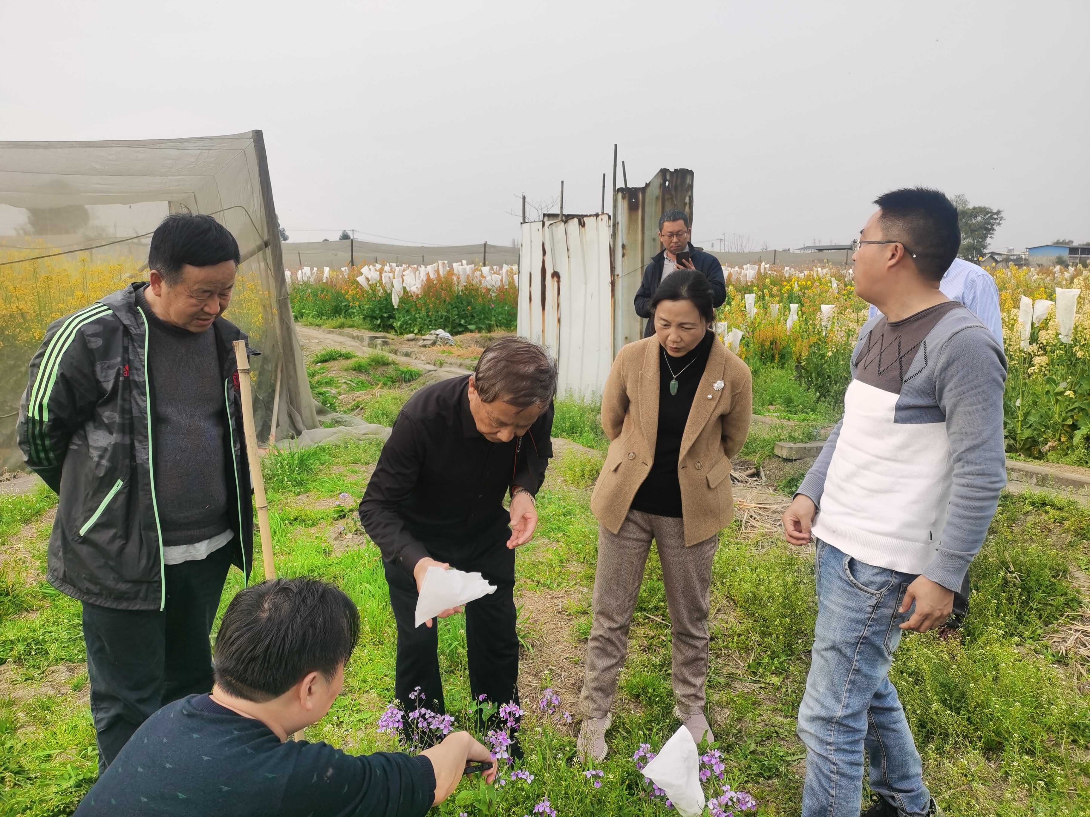 四川种业集团赴德阳调研油菜种业