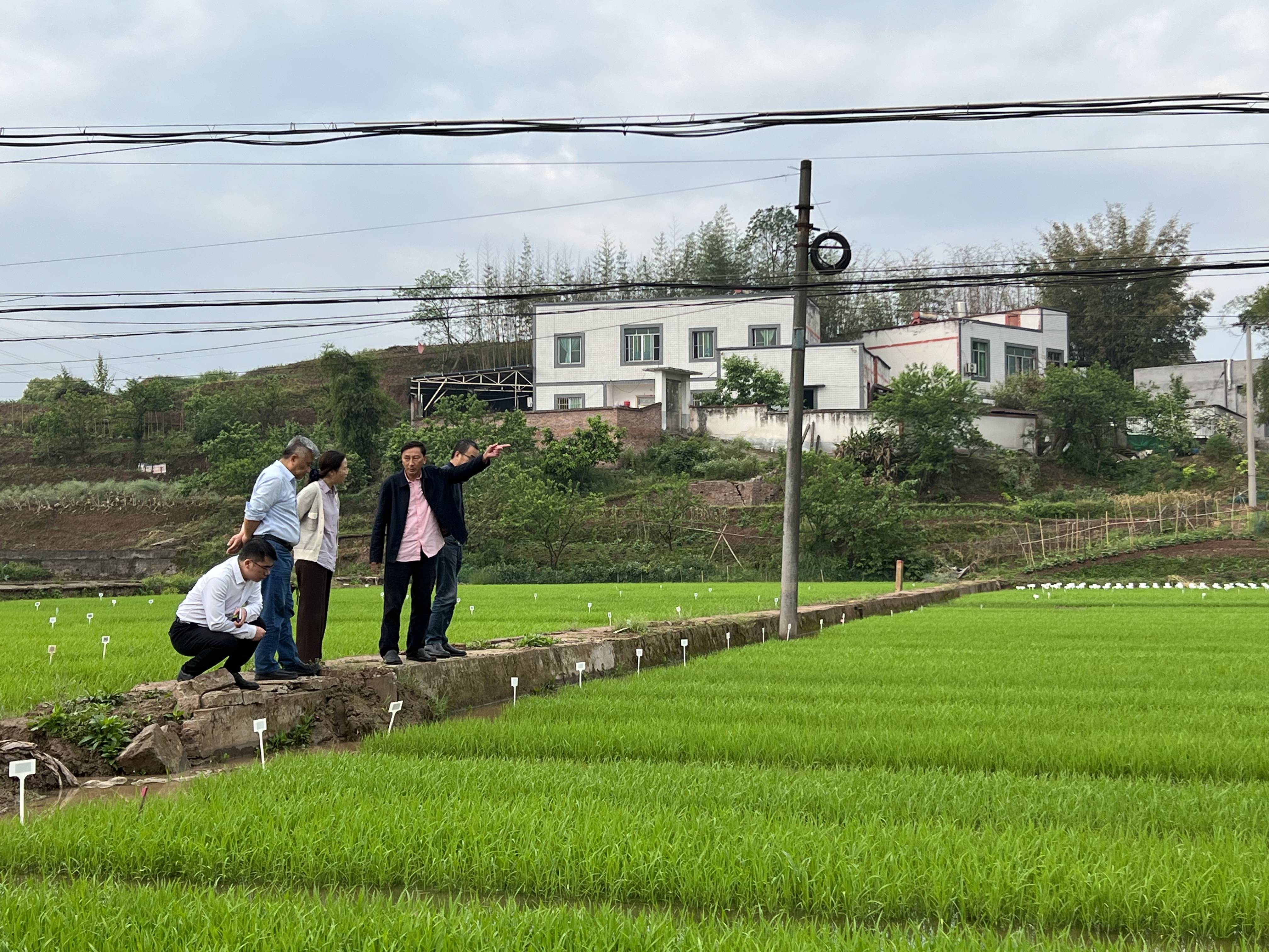 四川种业集团赴泸州调研种业企业发展情况(1).jpg