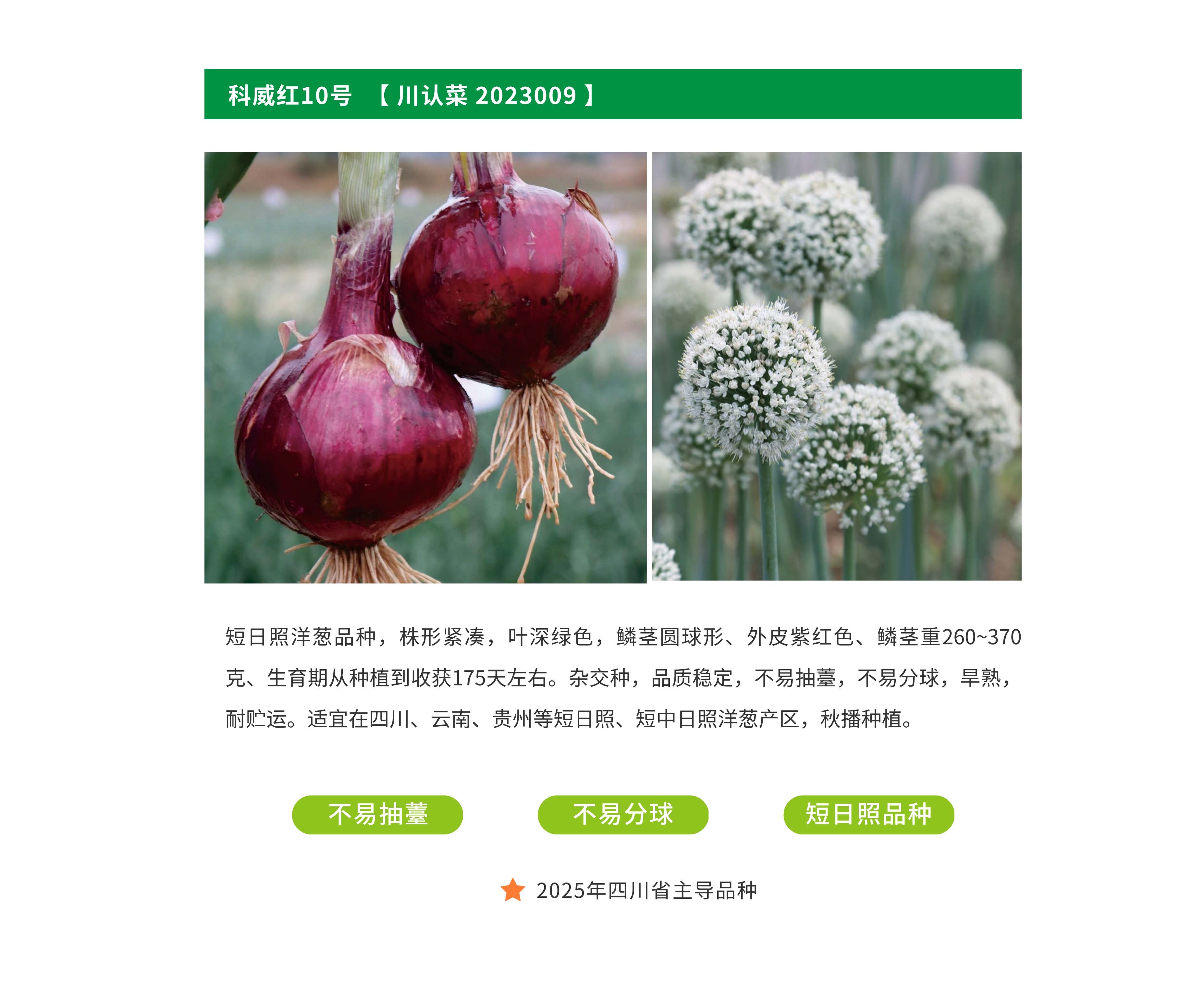 洋葱主推.jpg