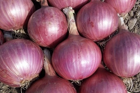 蔬菜品种