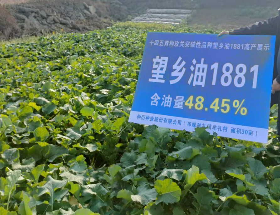 望乡油1881.png