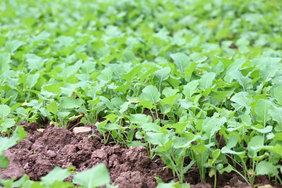 农技人才下沉一线，分类施策做好播前准备，四川冲刺“秋冬种”—— 小麦播种将在本月底前全面完成