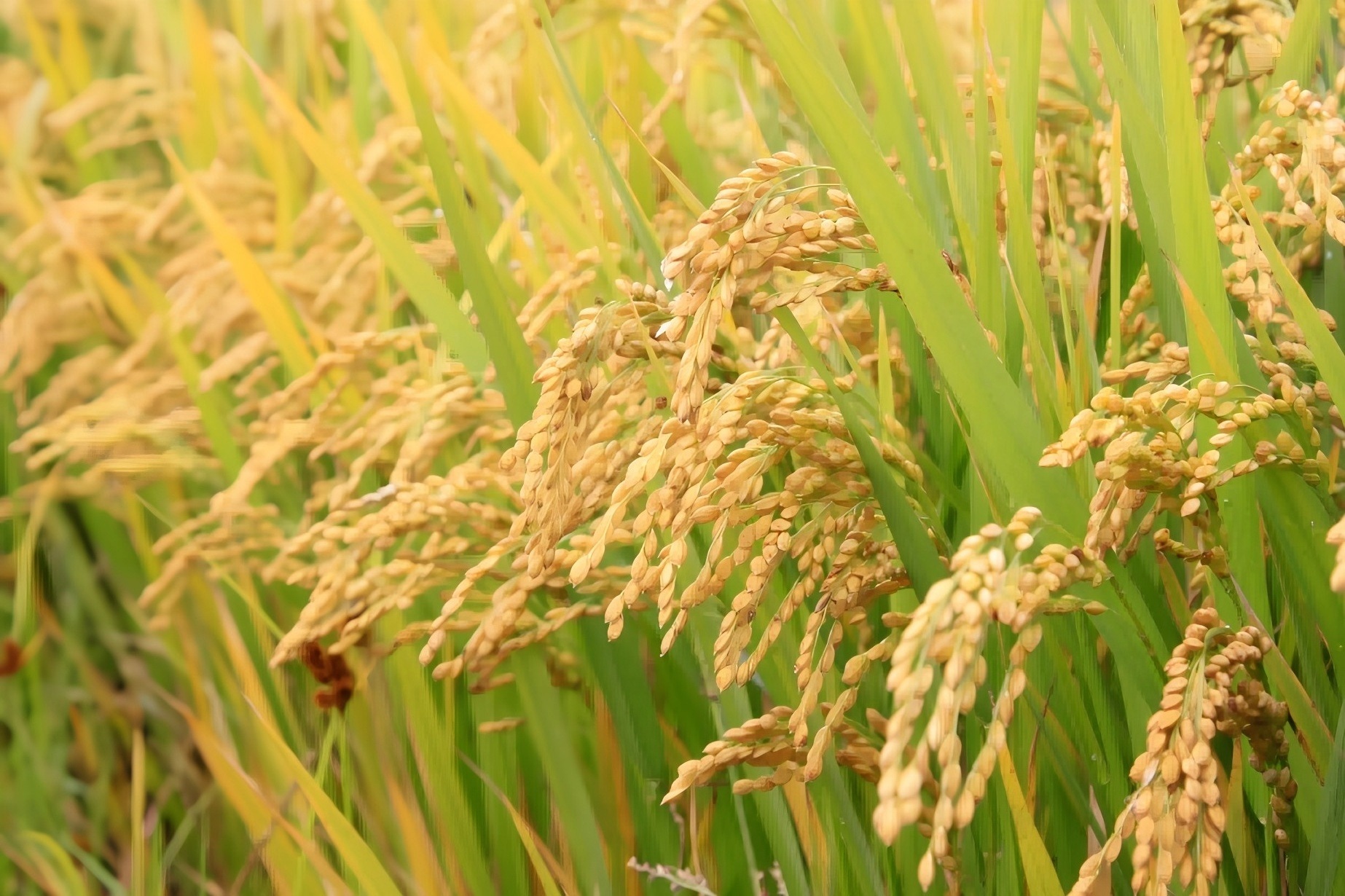 深两优粤禾丝苗