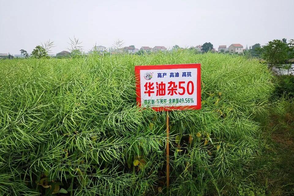 ​华油杂50【GPD油菜(2017)420204】