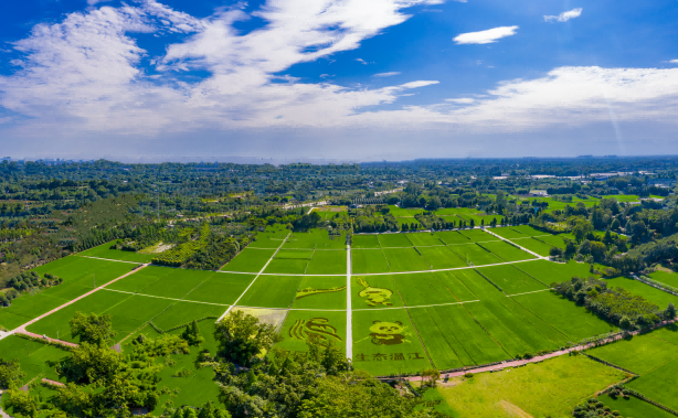 集团科创中心赵云做客省政府网站“在线访谈”栏目 解读企业如何打造“育繁推一体化”