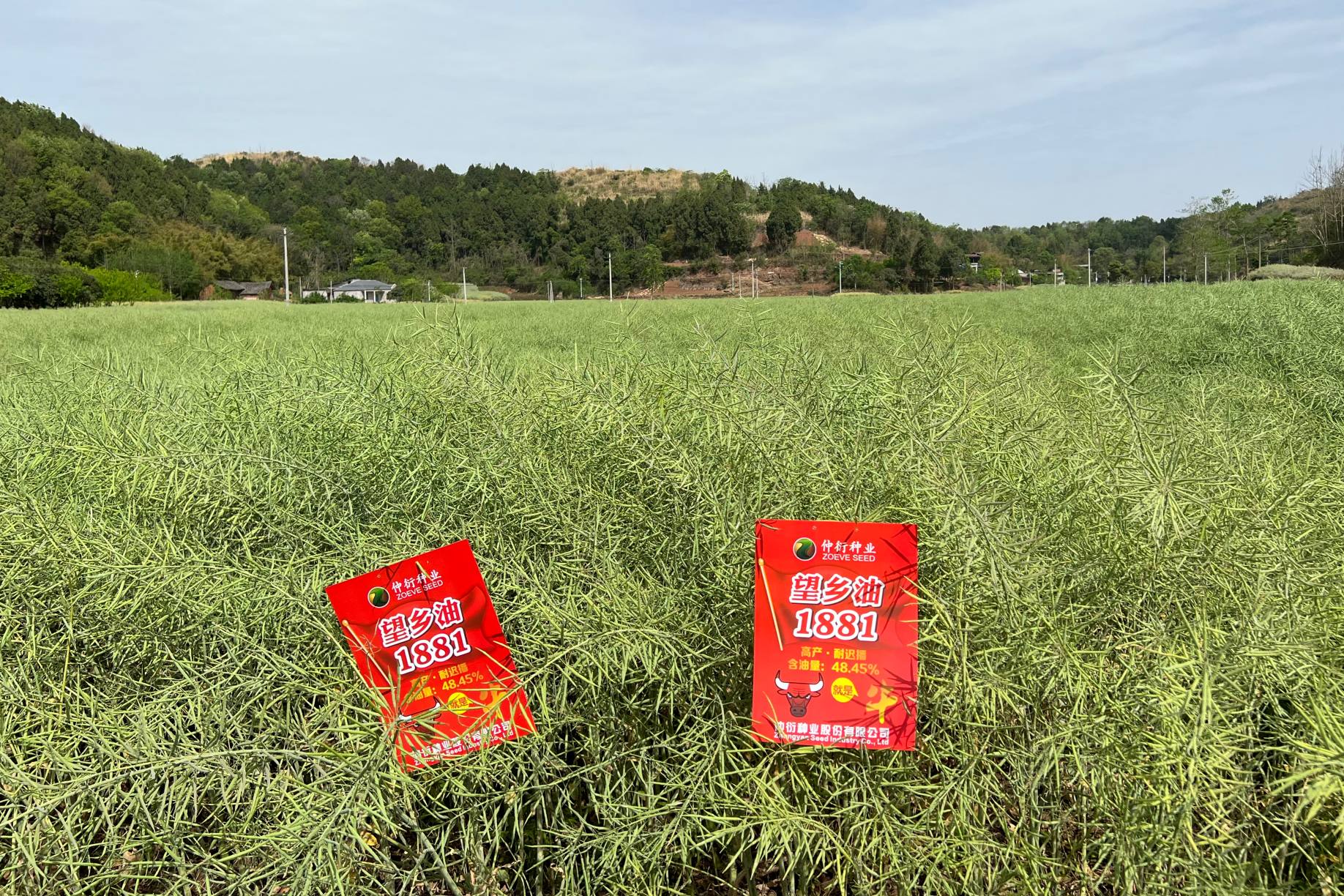 望乡油1881【GPD油菜(2021)510226】 