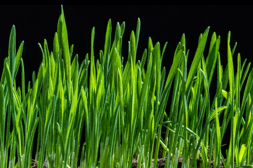 国务院国资委：聚焦生物育种等领域，加强关键核心技术攻关