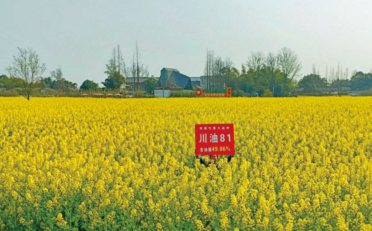 四川现代种业集团油菜品种“川油81” 推广面积位居全国前十